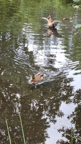 iNaturalist image