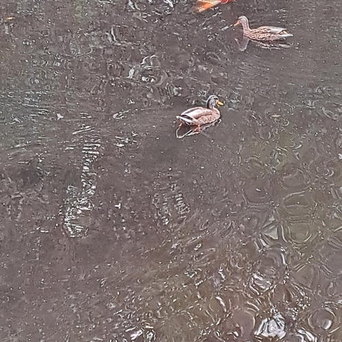 iNaturalist image