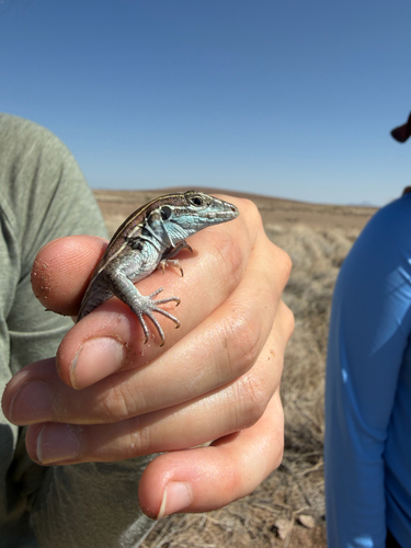 Arizona Striped Whiptail