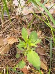 Viola arvensis