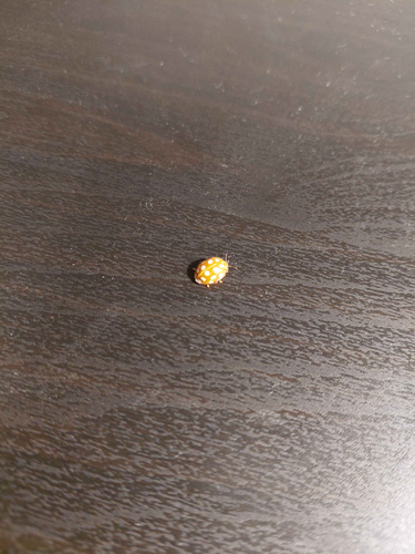 Orange Ladybird