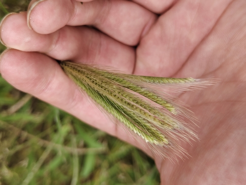 虎尾草