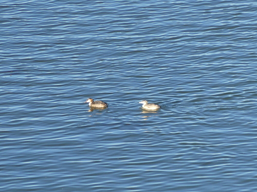 iNaturalist image