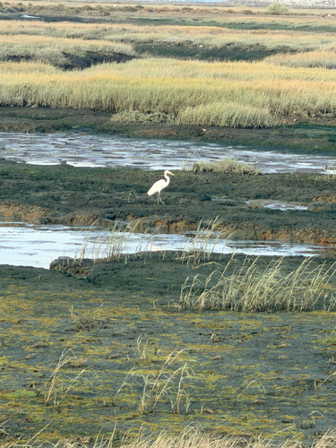 iNaturalist image