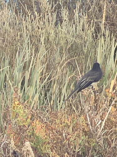 Black Phoebe