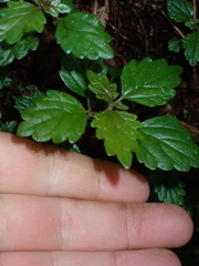 Australina pusilla