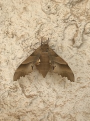 Marumba quercus