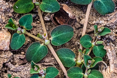 Euphorbia serpens