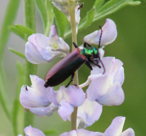 Nuttall's blister beetle