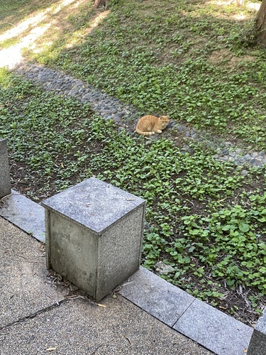 Domestic Cat
