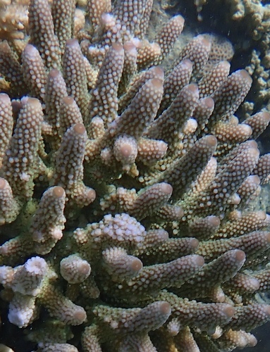 Acropora humilis observed 2026-09-09