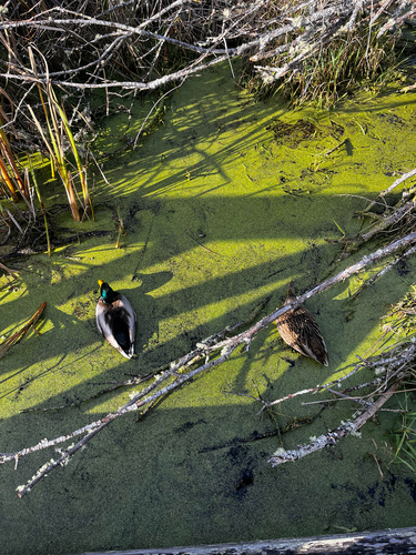 iNaturalist image
