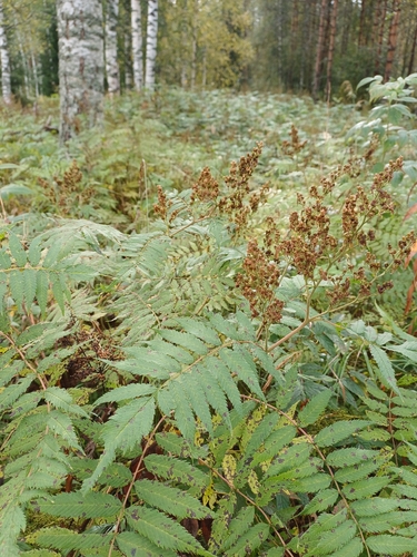 Sorbaria