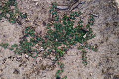Euphorbia serpens