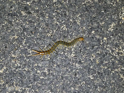 Common Desert Centipede