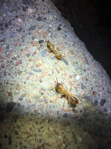 Camponotus festinatus