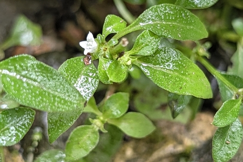 Neanotis hirsuta observed 2026-09-10