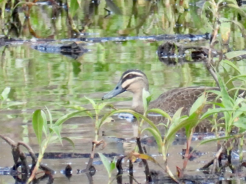 iNaturalist image