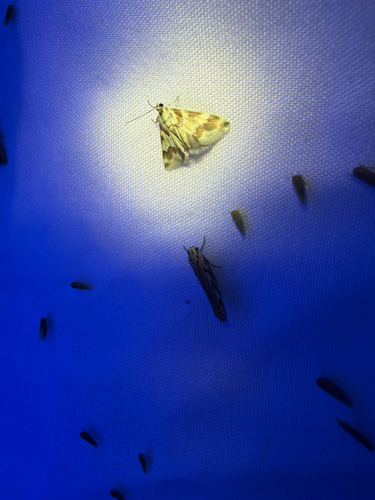 Rufous-banded Crambid Moth
