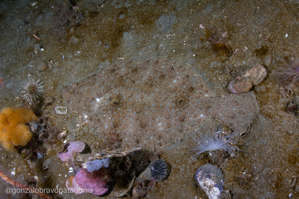 Patagonische bot (Paralichthys patagonicus) — Paralichthyidae