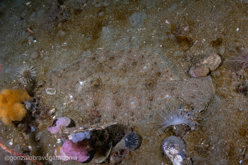 Patagonian flounder (Paralichthys patagonicus) — Paralichthyidae