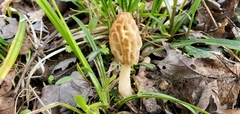 Morchella americana
