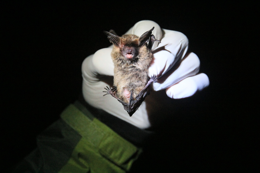 Southern Big-eared Brown Bat