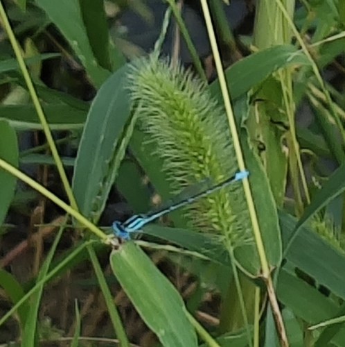 Eastern Lilysquatter