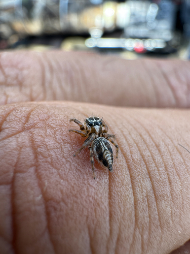 Hyllus argyrotoxus