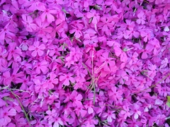Phlox subulata