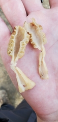 Morchella americana