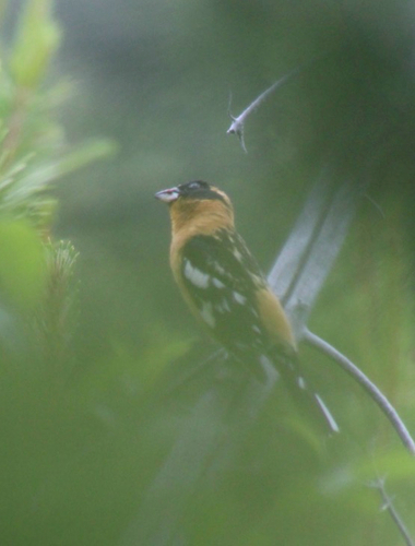 Black-headed Grosbeak