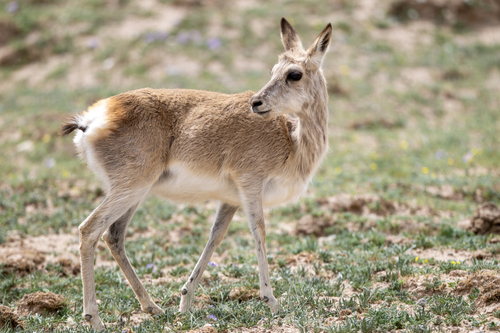 Tibetan Gazelle