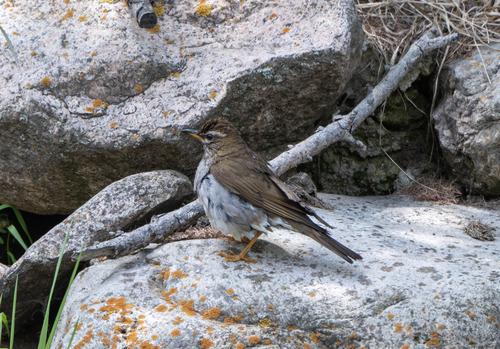 Grey-sided Thrush
