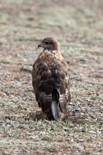 Upland Buzzard