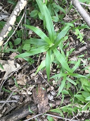 Lilieae