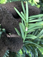 Pulvinaria floccifera