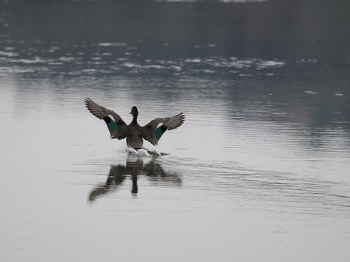iNaturalist: (c) Svit_Stramšak, some rights reserved (CC BY-NC), uploaded by Svit_Stramšak iNaturalist image