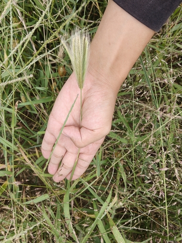 feather finger grass