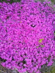 Phlox subulata