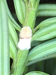 Pulvinaria floccifera