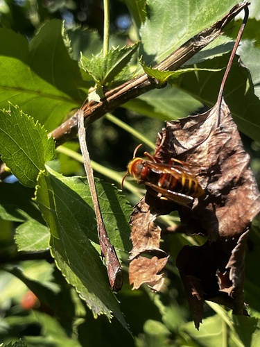 European Hornet