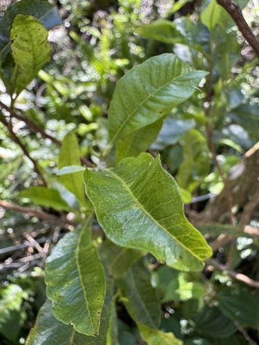 Dodonaea viscosa observed 2026-09-09