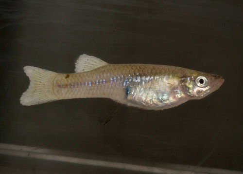 Western Mosquitofish