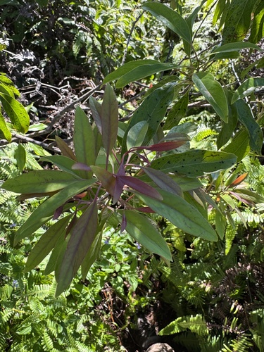 Santalum freycinetianum observed 2026-09-09