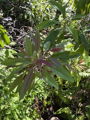 Santalum freycinetianum, photograph (c) Brynn Fricke, some rights reserved (CC BY)