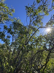 Santalum freycinetianum, photograph (c) Brynn Fricke, some rights reserved (CC BY)