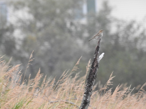 Savannah Sparrow