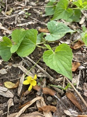 Viola eriocarpa