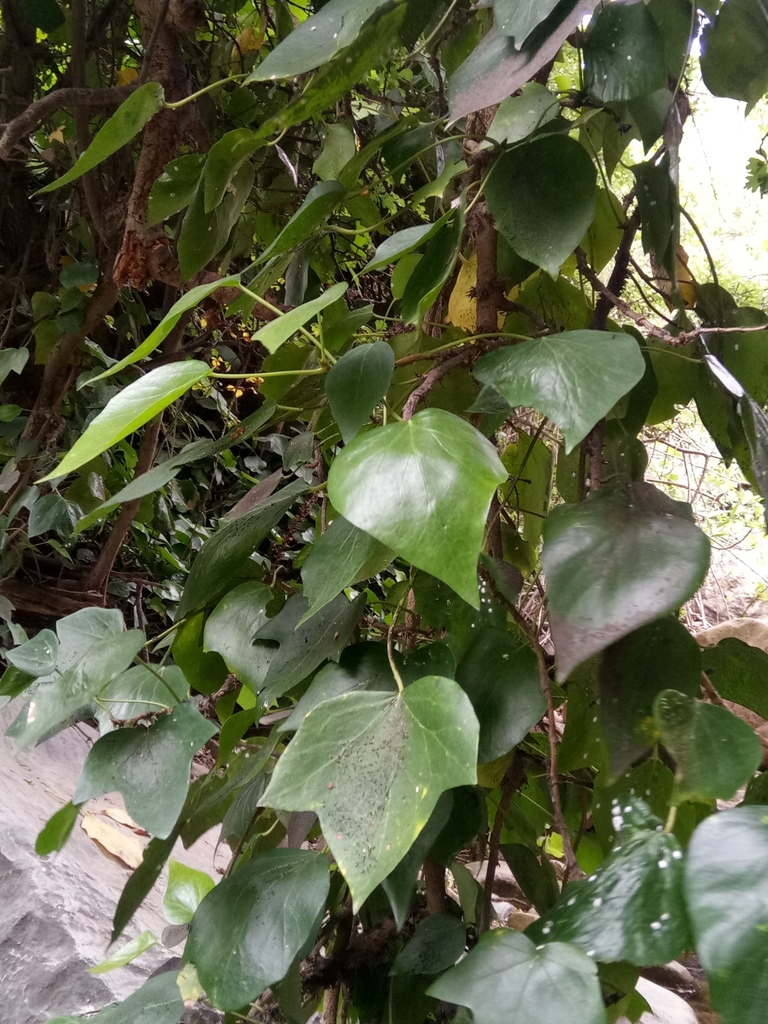 Hedera algeriensis, Constantine, Algérie